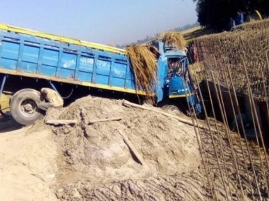 Truck loaded with cattle falls into ditch, kills guard, 13 cows