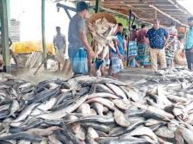 Hilsa production has doubled in the last five years
