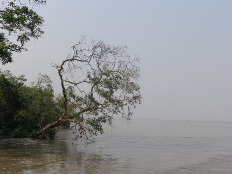Sundarbans to open for tourists from today Sundarbans to open for tourists from today