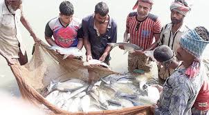 6,000 fish farmers affected by Corona are getting incentives