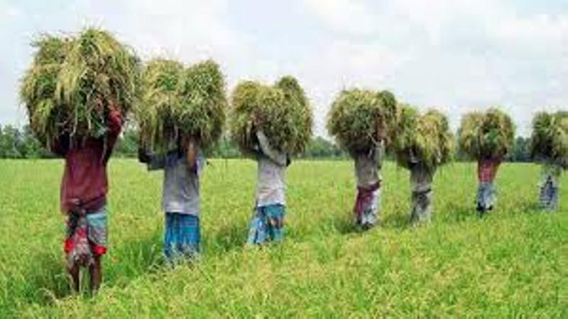 Farmer replay Tk 6277 crore loan during Covid-19 pandemic Farmer replay Tk 6277 crore loan during Covid-19 pandemic