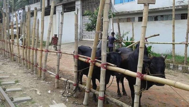 Sellers quote exorbitant rates for cattle as Eid nears