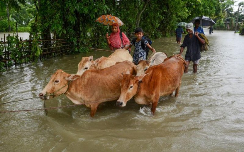 Cattle sellers worried as rains inundate 40 districts