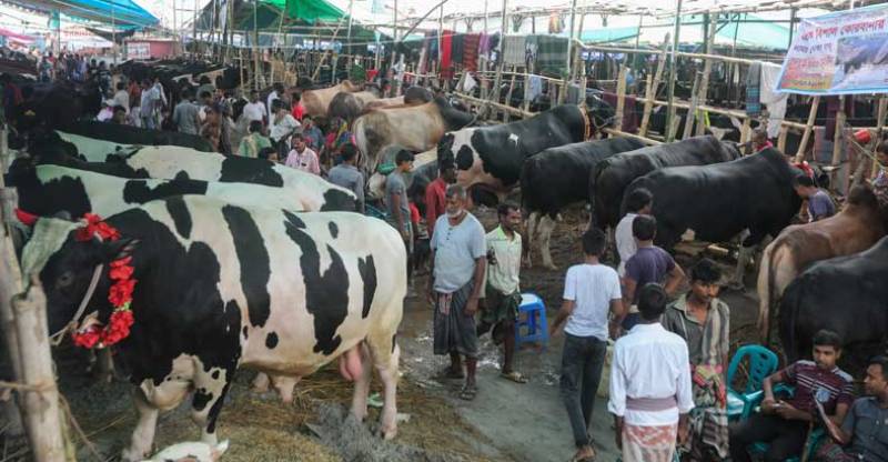 Dhaka to host 17 cattle markets ahead of Eid