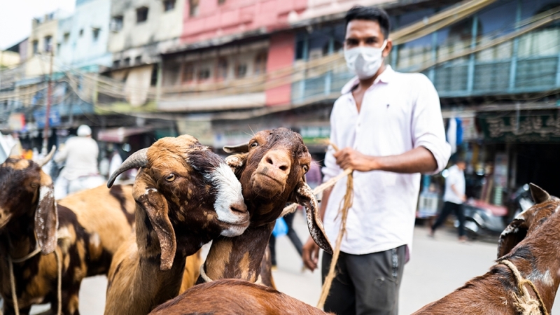 Animal sellers happy with business ahead of Eid