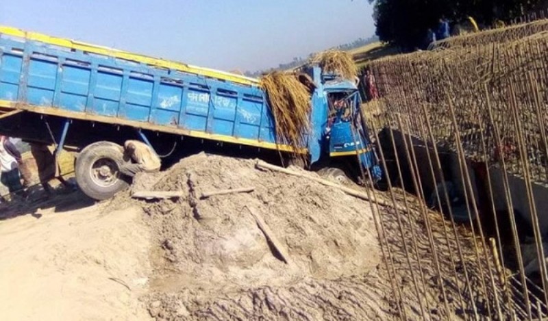 Truck loaded with cattle falls into ditch, kills guard, 13 cows