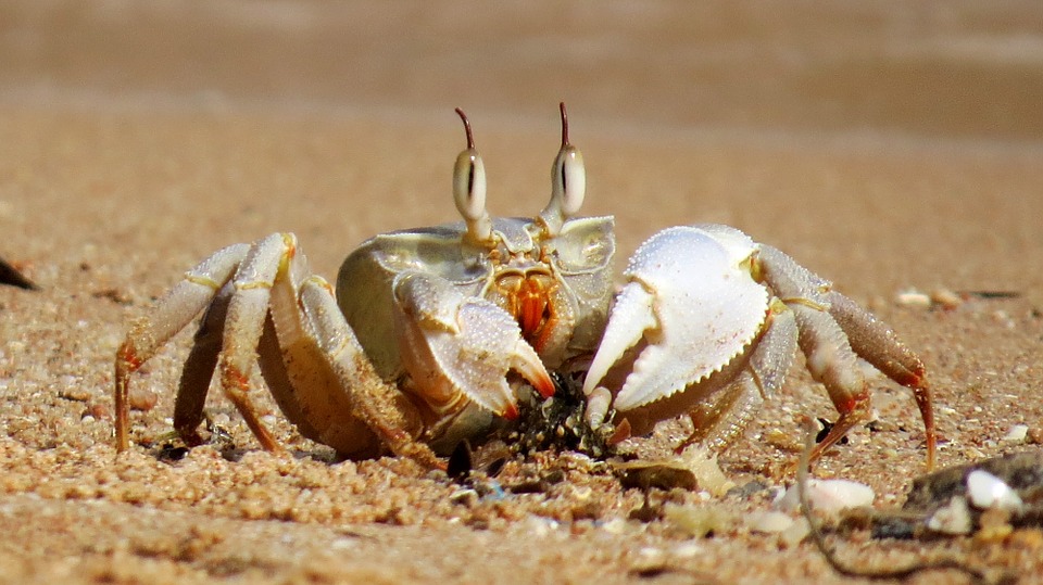 Coronavirus: Export of crab leaves businessmen in trouble 