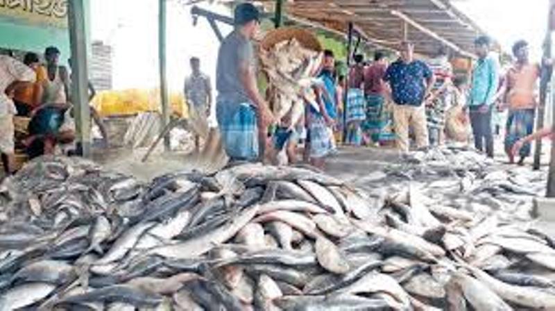 Hilsa production has doubled in the last five years