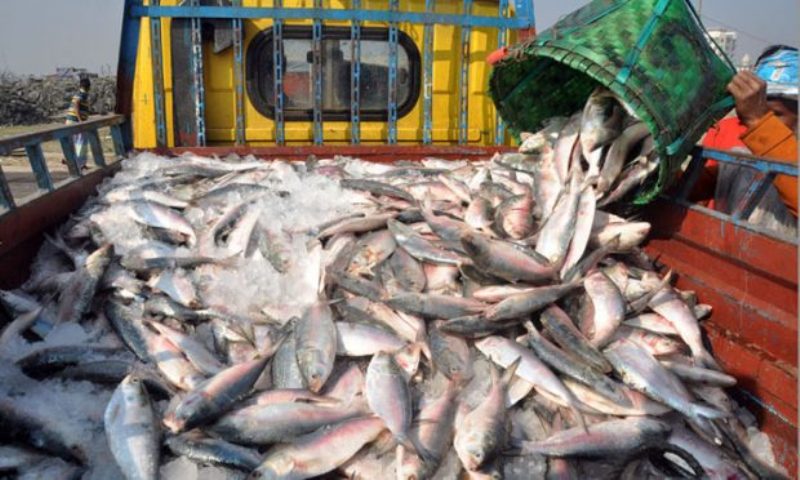 Another 172 tons 490 kilograms of Hilsa exported to India
