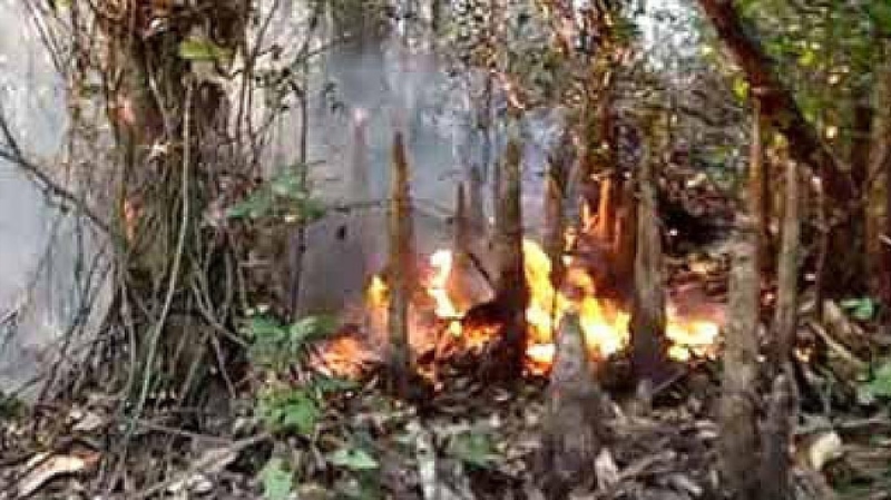 Sundarbans fire: Blaze under control after 27 hours Sundarbans fire: Blaze under control after 27 hours