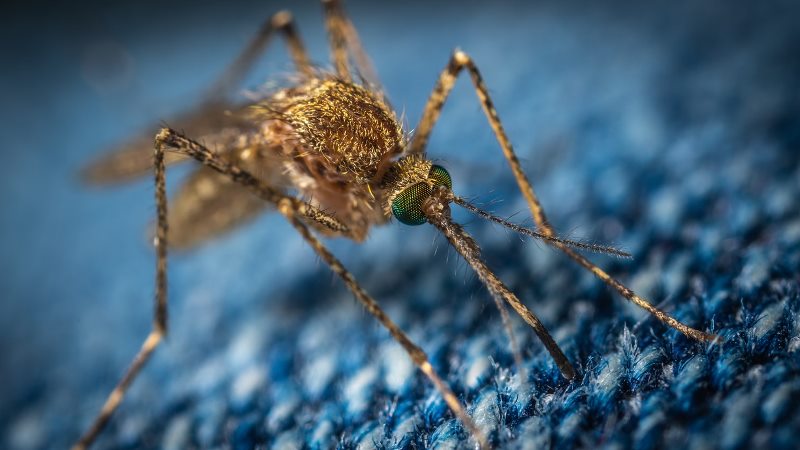 Over 1,000 people affected by dengue in July Over 1,000 people affected by dengue in July