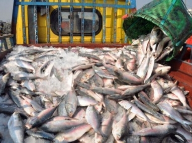 Another 172 tons 490 kilograms of Hilsa exported to India