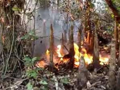 Sundarbans fire: Blaze under control after 27 hours