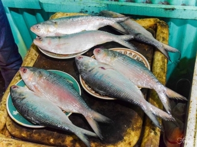 Hilsa fishing banned for two months in six districts from March 1
