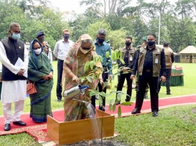 PM Hasina urges citizens to plant three trees each