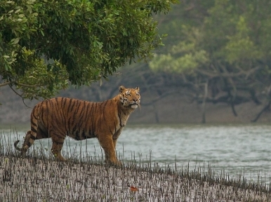 Bawali killed in tiger attack in Sundarbans