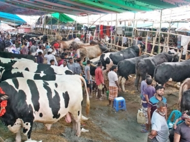 Govt. mulling online trading of cattle ahead of Eid
