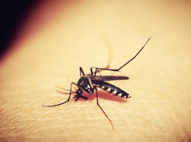 Dengue trouble increases in Bangladesh