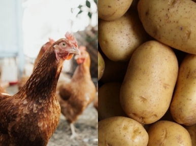 Chicken, potatoes become costlier due to heavy rains