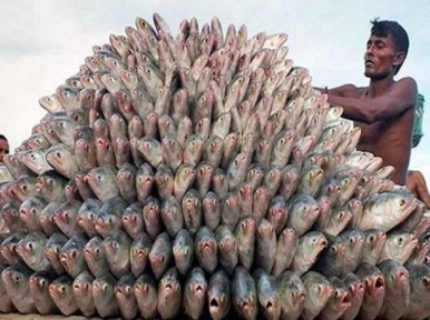Bangladesh to export 2,000 tonnes of Hilsa fish to India ahead of Durga Puja