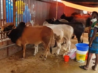 Eid: Cattle traders not getting desired price, return home with cows