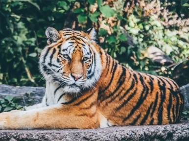 Bangladesh: Sundarban witnessing rise in the numbers of tigers, deers