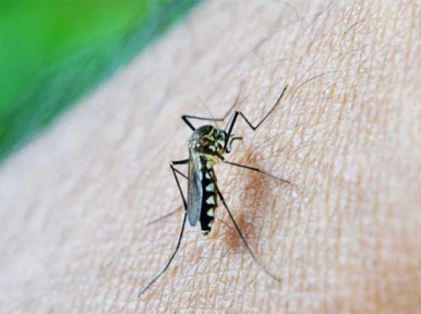 Dhaka: Several people suffering from Dengue