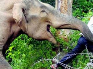 Bandarban: Wild elephant kills 2