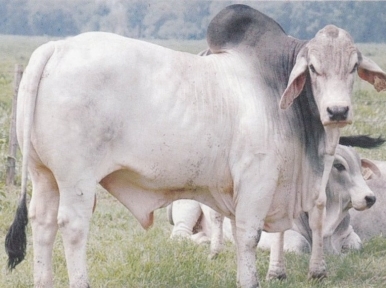Customs seizes 18 American Brahman cows at HSIA
