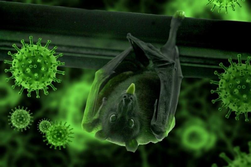 Chinese researchers claim they found new batch of coronavirus in bats Chinese researchers claim they found new batch of coronavirus in bats