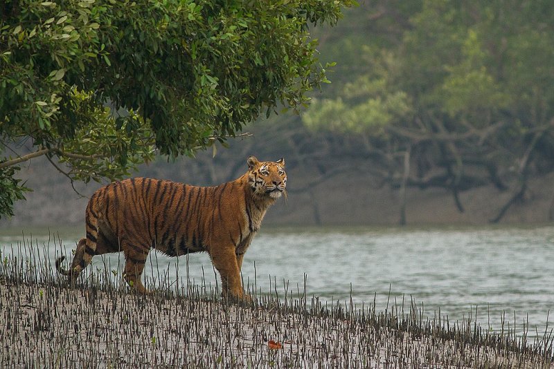 Bawali killed in tiger attack in Sundarbans