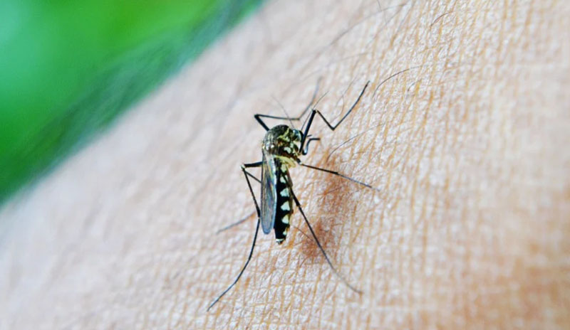 Dhaka: 196 new Dengue cases registered