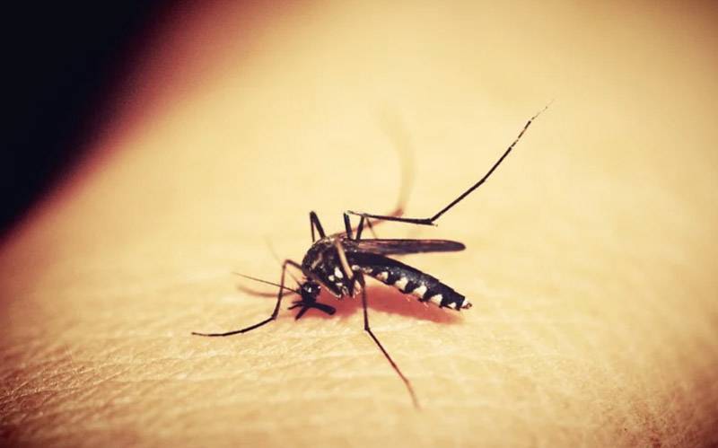 Dengue trouble increases in Bangladesh