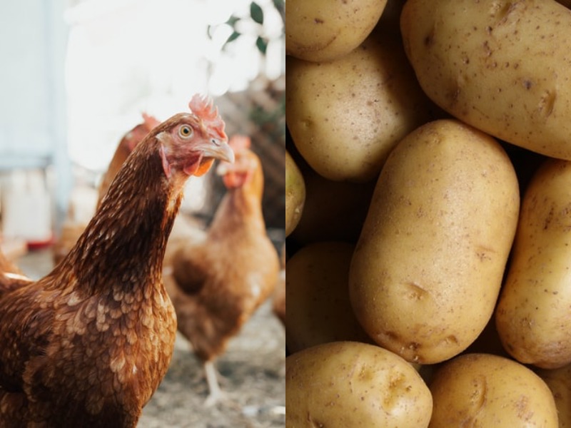 Chicken, potatoes become costlier due to heavy rains