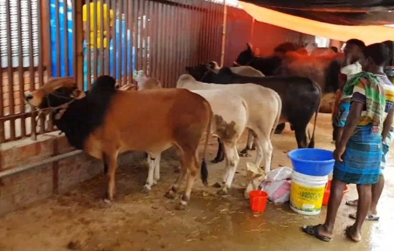 Eid: Cattle traders not getting desired price, return home with cows