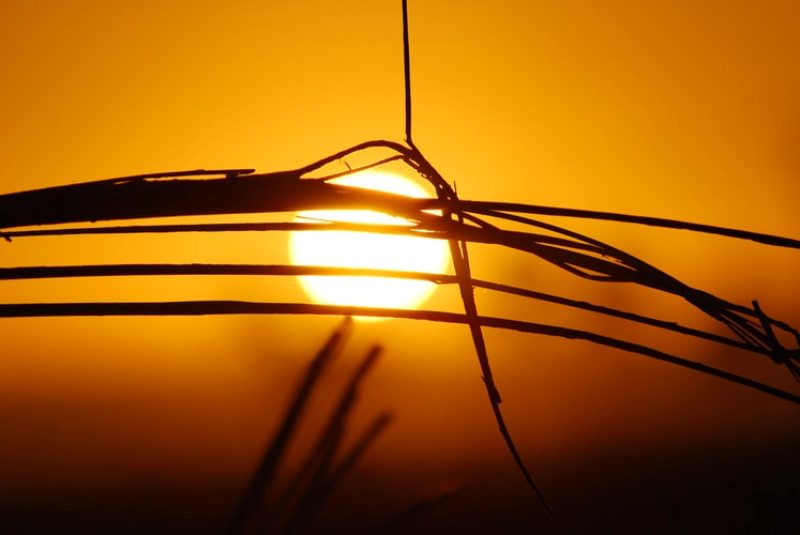 Scientists say extreme heat wave in West Canada to become common in future due to climate change