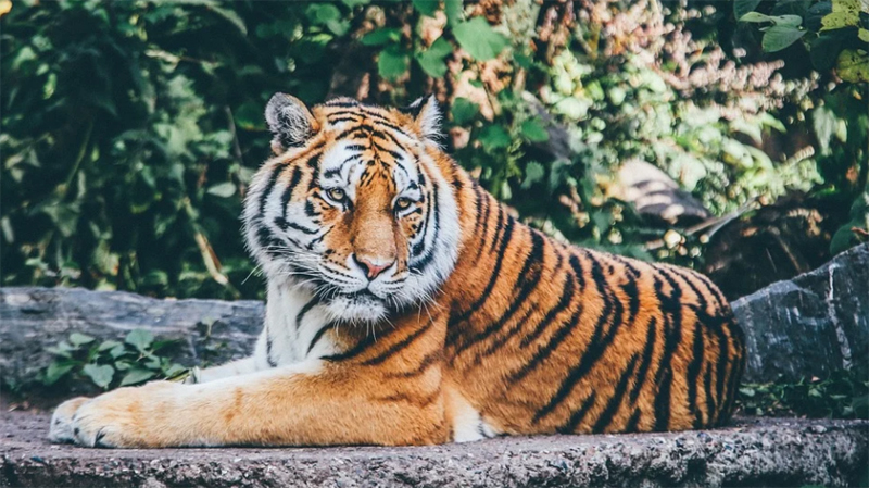 Bangladesh: Sundarban witnessing rise in the numbers of tigers, deers