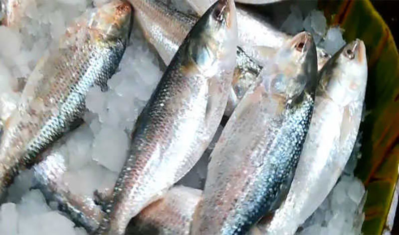 A special integrated campaign is starting from midnight to protect mother hilsa
