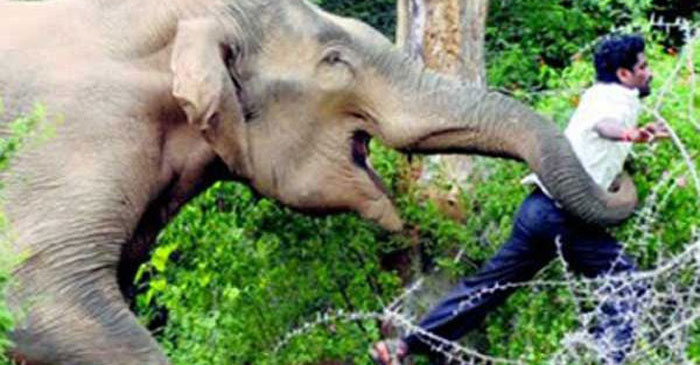 Bandarban: Wild elephant kills 2