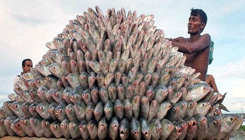 Another 2,500 tonnes of Hilsa fish to be exported to India ahead of Durga Puja