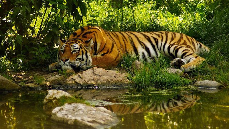 Red alert issued in Sundarbans
