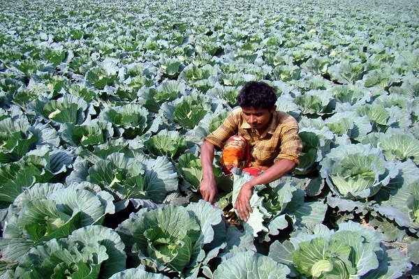 Cauliflower from Jessore now exported to Malaysia, Singapore
