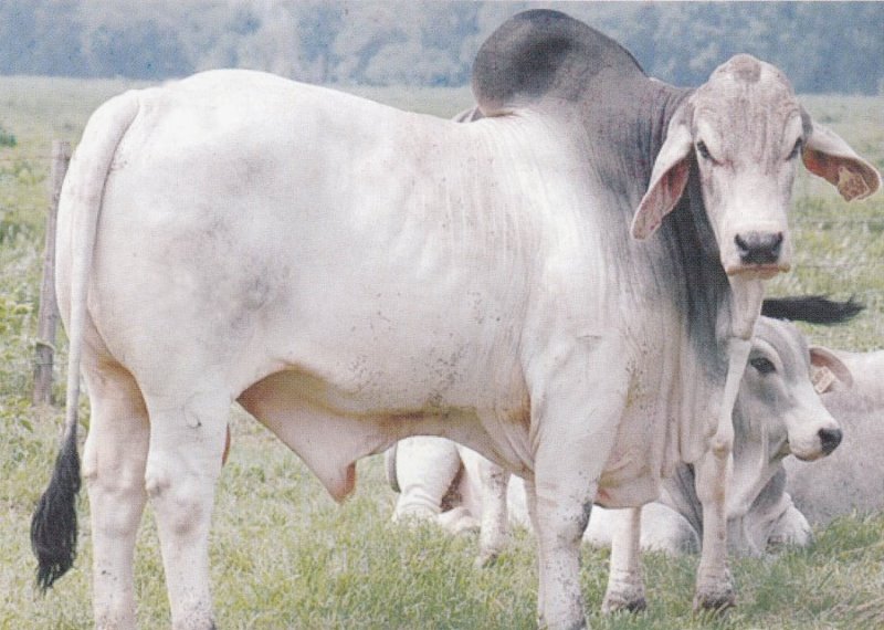 Customs seizes 18 American Brahman cows at HSIA