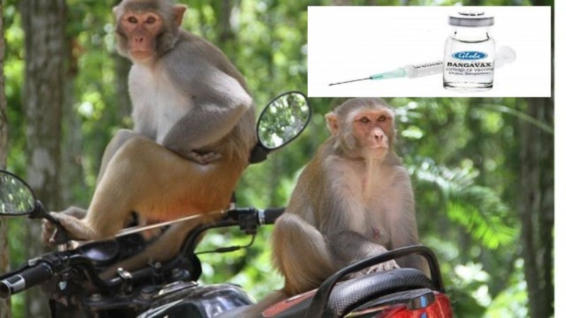 Bongovax coronavirus vaccine starts animal trial Bongovax coronavirus vaccine starts animal trial
