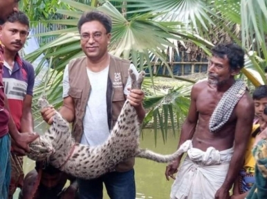 Fishing Cat captured from cattle barn in Barguna