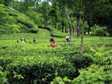 Tea workers happy with Sheikh Hasina's announcement