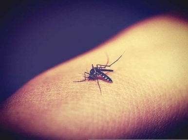 712 new Dengue cases registered in Bangladesh