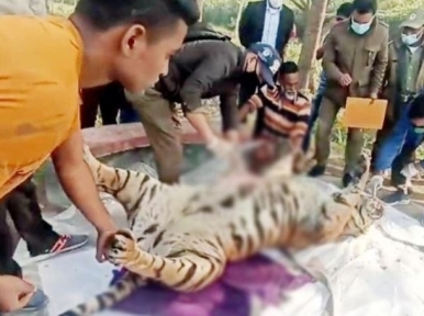 Deceased Royal Bengal tiger found in Sundarbans, buried after autopsy