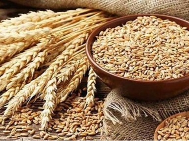 Government to import 5 lakh tons of wheat from Russia