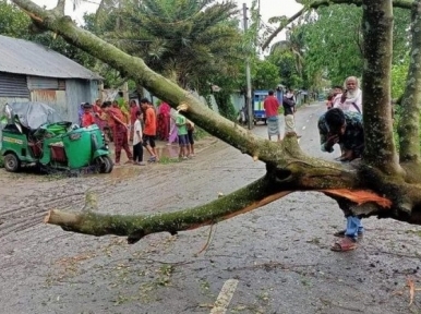 Rains damage paddy crops